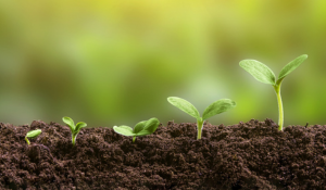 Donor Cultivation vs Stewardship: Key Differences