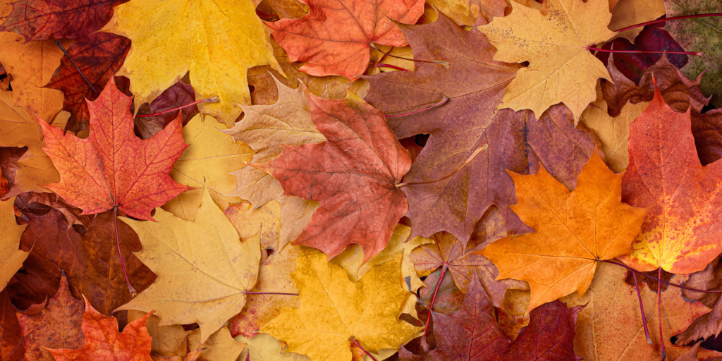 Planning a Fall Fundraiser? 5 Things You Should Do Right Now