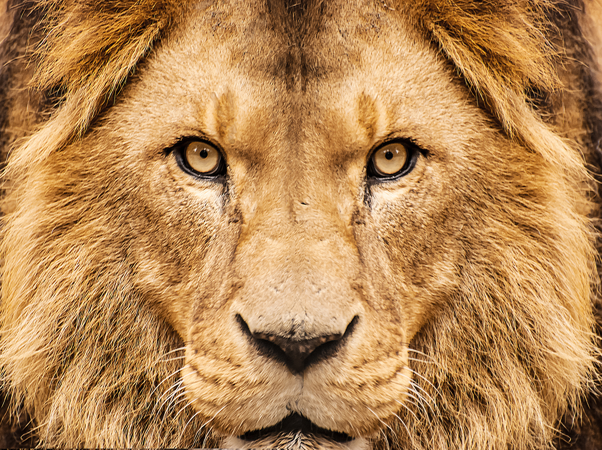 Tips for a ROARING Good Recurring Giving Program